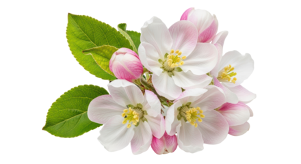 Isolated apple flowers