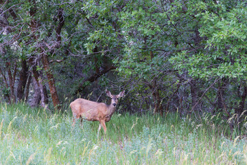 deer in the forest