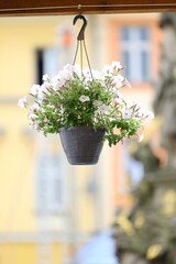 Hanging flower pot with pale pink petunias in the town center of Międzylesie, Poland