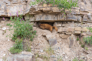 marmot in a stone wall 