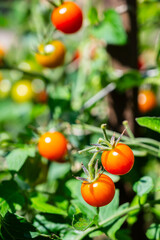 Fresh ripe cherry tomatoes on the vine in a sunny garden, close-up with blurred background. Organic...