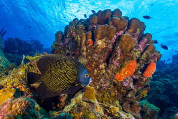 Underwater coral reef in the red sea