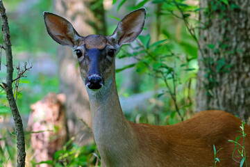 deer in the forest