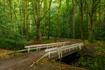 path in the forest