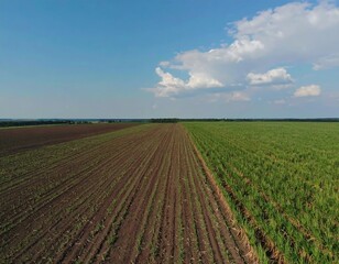 Agricultural fields, contrasting crops