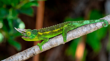 Chameleon. green lizard on a branch