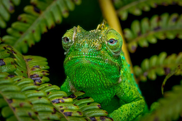 Chameleon. green lizard on a branch. green iguana on tree