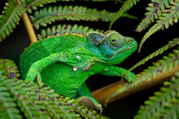 green iguana on a tree
