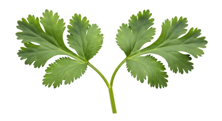 Isolated Cilantro Leaves