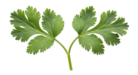 Isolated Cilantro Leaves