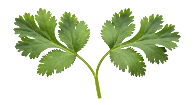 Isolated Cilantro Leaves