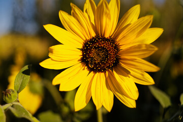 Sunflower in full bloom with bee on bright yellow petals