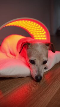 Dog red and infrared light LED panel for pet. Cute dog relaxing during home treatment. therapeutic light therapy for old pet. Vertical video footage