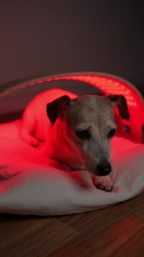 dog old relaxed pose lying on the side under red and infrared light LED panel. home treatment. enjoying relaxing therapeutic light therapy for old pet. Vertical video footage
