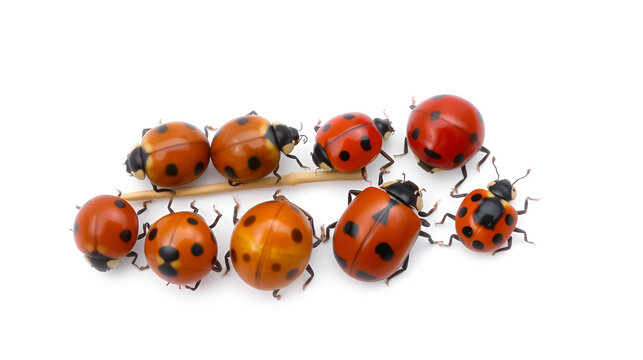 Ladybugs: Harmonia axyridis, Hyperaspis trifurcata, Chilocorus bipustulatus, Rodolia cardinalis, Novius cruentatus and Cryptolaemus montrouzieri. Development stages. Isolated on a white