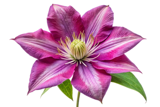Vibrant purple clematis flower isolated on transparent background