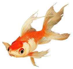 Fototapeta premium PNG Calico Telescope-eyes Goldfish goldfish illustration decorative.