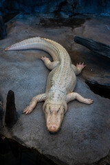 Albino alligator resting on exhibit rock inside Steinhart Aquarium at California Academy of...