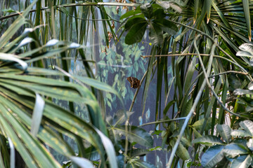 Butterfly flying through dense tropical foliage at rainforest dome, California Academy of Sciences,...
