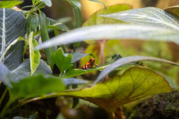 Strawberry poison frog (Oophaga pumilio) perched on moss-covered branch inside rainforest amphibian...