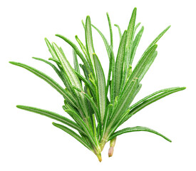 Green fresh rosemary leaves isolated on white background. File contains clipping path.