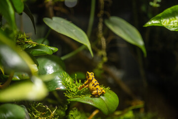 Panamanian Golden Frog on Mossy Surface, California Academy of Sciences