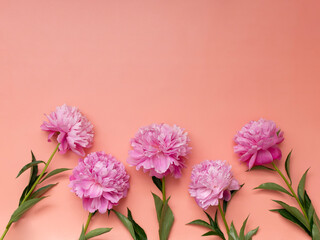 Delicate peonies on a pink background with space for text. Abstract frame with natural flowers. Romantic wedding invitation. Concept of International Women's Day, Mother's Day.