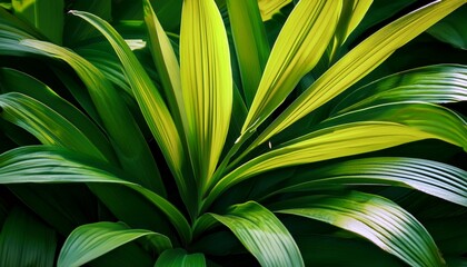 close up shot showcasing a cluster of vibrant green leaves with subtle yellow variegation details visible