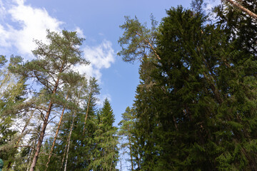 Peaceful forest clearing with a wooden bench and sandstone cliff, bathed in sunlight and surrounded by towering pine trees