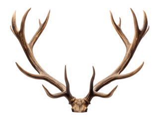 Majestic stag antlers isolated on transparent background