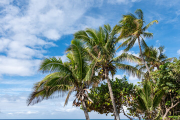 Palm trees under bright skies at Māʻili Beach Park, Oʻahu, Hawaii