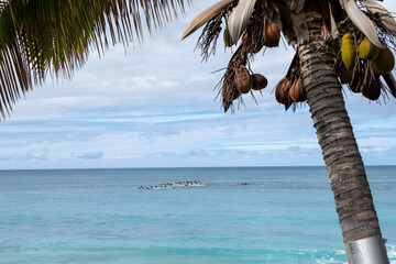 Coconut palm tree on tropical beach at Kahana Bay, Oahu, Hawaii on January 28, 2023