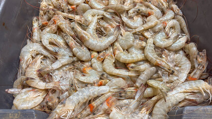 A close-up view of fresh, raw shrimp, piled up in a gray crate, showing their intact shells, light color, and details of their heads.