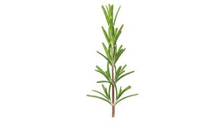 Obraz premium Isolated rosemary