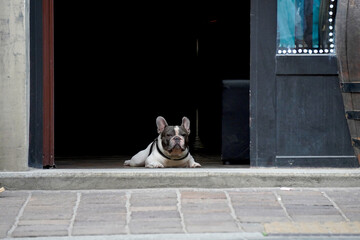 A French Bulldog lies at the threshold of a dark doorway, calmly watching the street, blending...