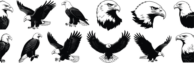 WebEagle illustrations, flying, perched, head close-up, vector, black and white, bird, raptor, majestic, wildlife, freedom, predator