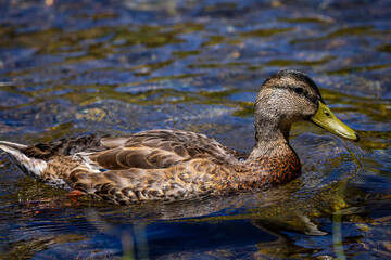 Duck, Mallard, Open wings, Swimming,  flying, flapping wings