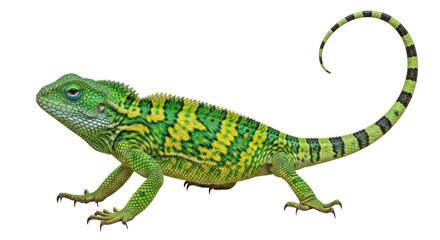 Fototapeta premium Isolated Green Lizard