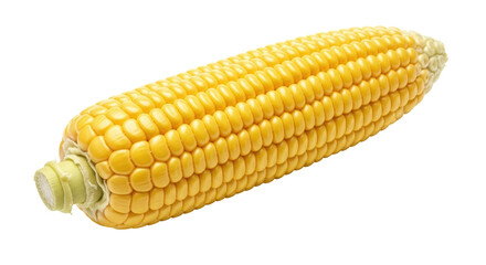 Isolated Fresh Corn on the Cob, Yellow