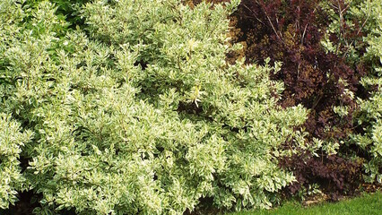 A combination of two different types of shrubs. The foreground features a large variegated shrub with green leaves and creamy-white edges.