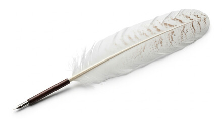 feather on white background