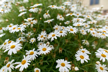Blooming white daisies in a garden