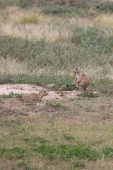 prairie dogs in the meadow