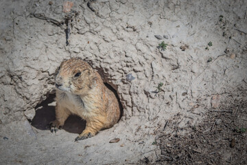 Prairie Dog Peeping his Head Out