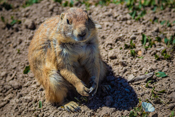 Prairie Dog in the Dakota Badlands