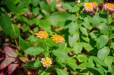 a cluster of colorful Lantana flowers in full bloom. The flowers create a beautiful display, with...