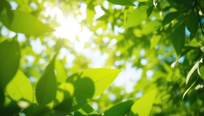 Obraz premium Sunlight shining through vibrant green foliage creates a refreshing and invigorating scene of nature's beauty
