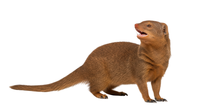 Isolated Mongoose