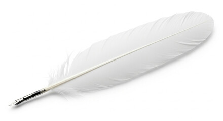 feather on white background