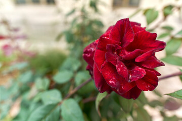Close-up of a Vibrant Red Rose in a Garden